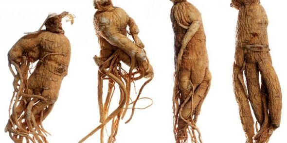 jinsiy olatni ko'paytirish uchun ginseng ildiz